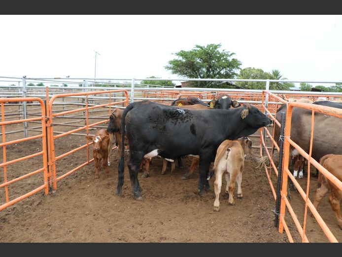 Commercial Animals | JP du Preez