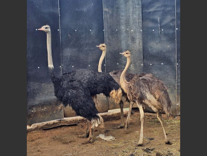 OSTRICHES | HELICON