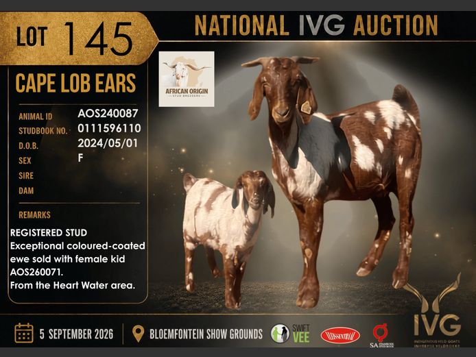 AOS240087 | AFRICAN ORIGIN STUD