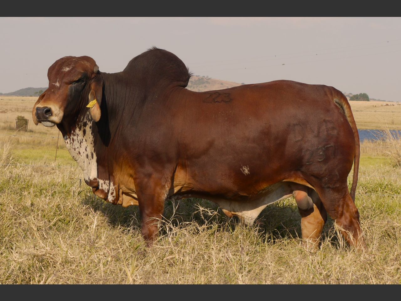 Lot 45 | DAMVIEW BRAHMANS BULL 21ST PRODUCTION SALE | SwiftVEE | South ...