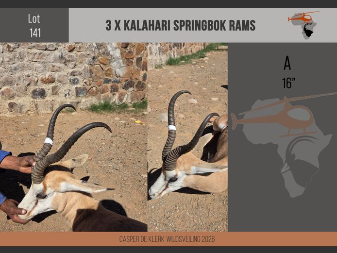 Kalahari Springbuck (16")