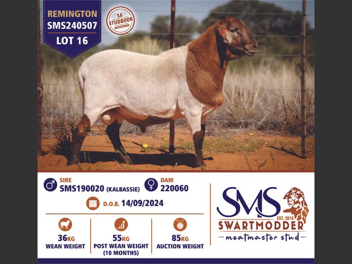 SMS240507 | SWARTMODDER MEATMASTER STUD