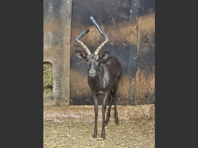 BLACK IMPALA
(LINKERHORING STOMP) | LEBENKELE