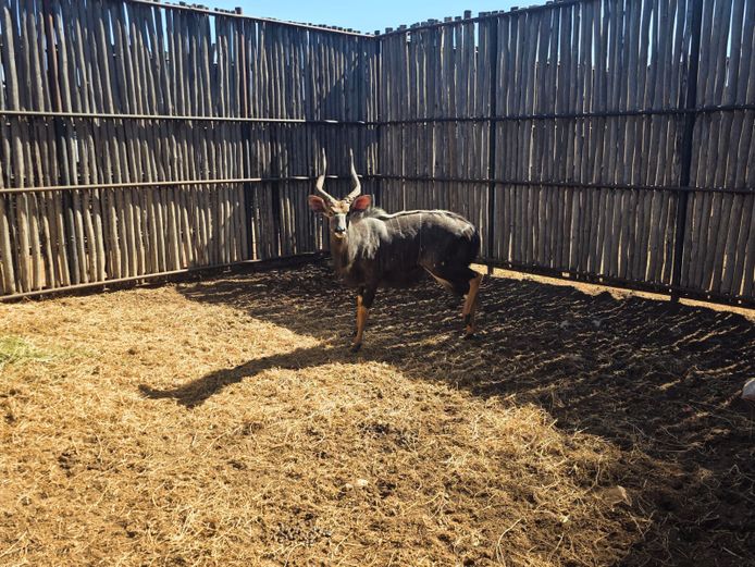 NJALA | ALESIA BOERDERY