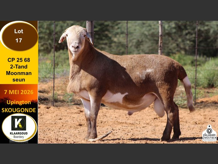 CP 25 68 | KLAARGOUD BOERDERY