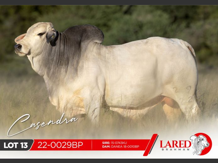 22-0029BP | LARED BRAHMAN