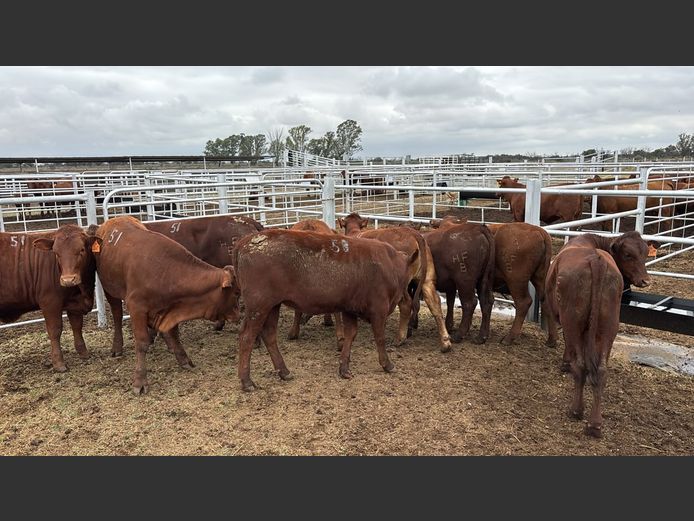 Commercial Animals