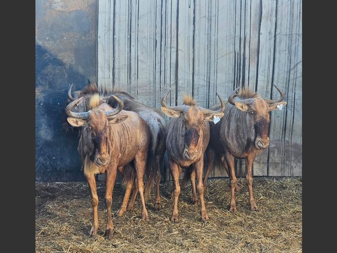 GOLDEN WILDEBEEST | J. MöLLER