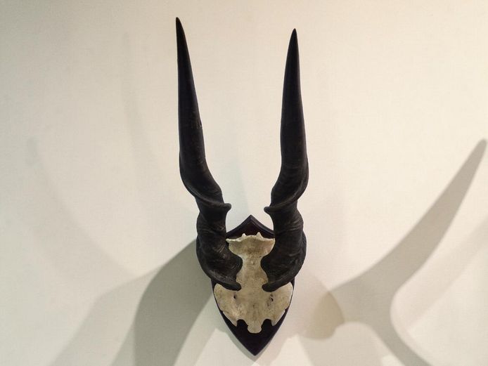 South African Eland Horn Trophy Mount