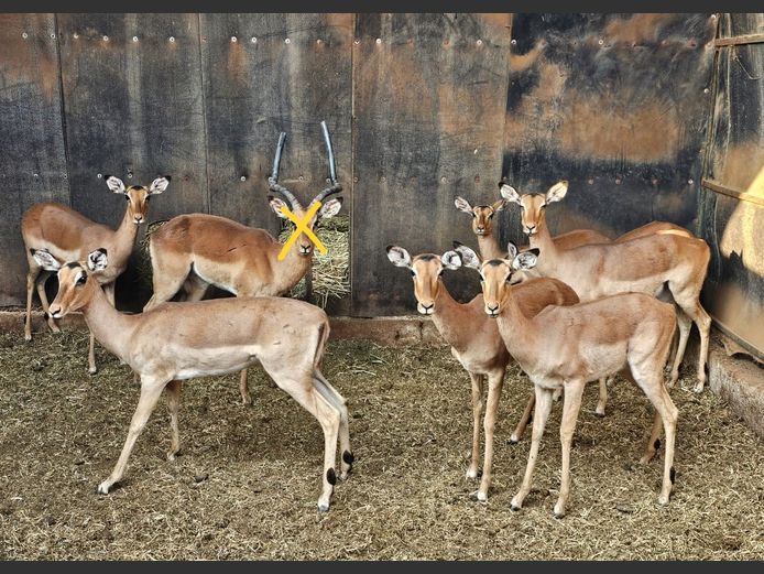 IMPALA | HUGOMOD