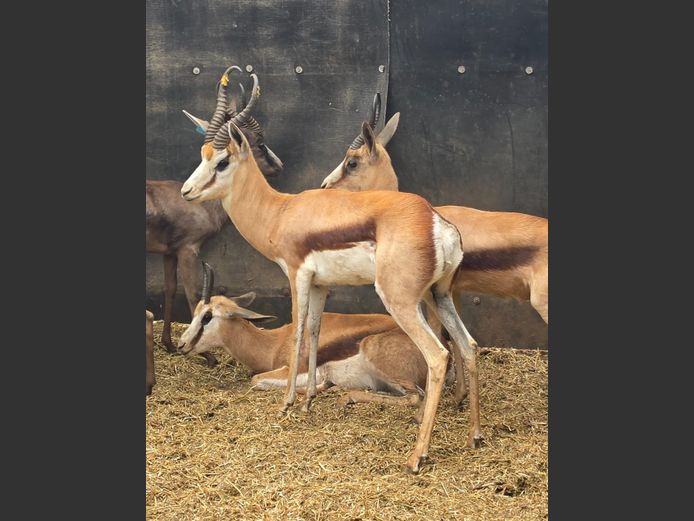KALAHARI SPRINGBOK | PDJ CILLIERS