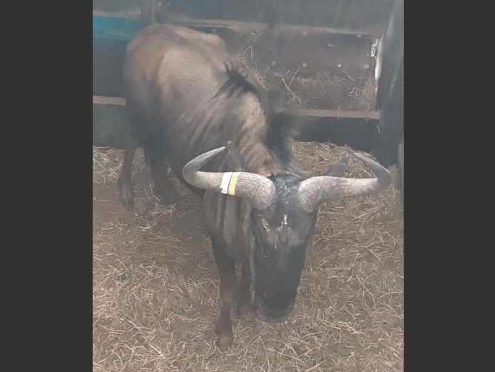 Blouwildebees Jagbul