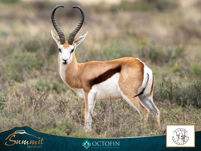 17 6/8" DAMARA SPRINGBOK RAM