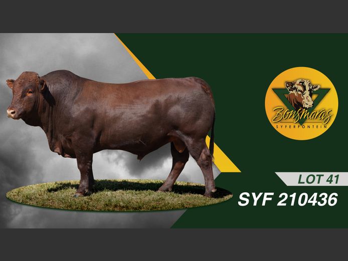 SYF210436 | SYFERFONTEIN BOERDERY