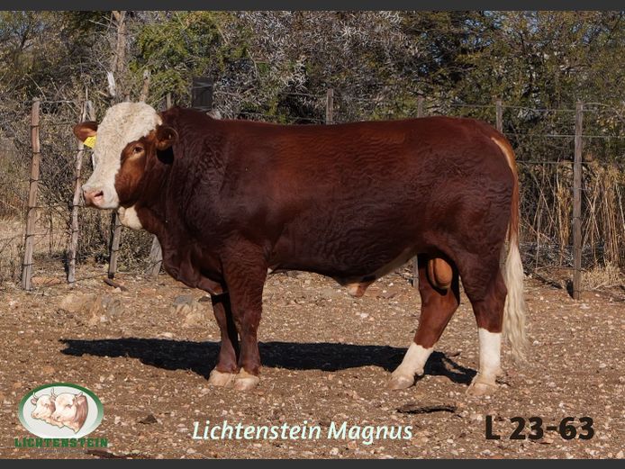 L2363 | LICHTENSTEIN SIMMENTALER STUD