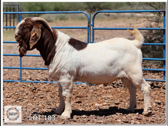 959 24 0050 | RIETKUIL BOERBOKSTOET