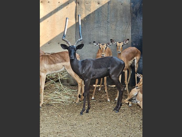BLACK IMPALA | KOLOBE WILD