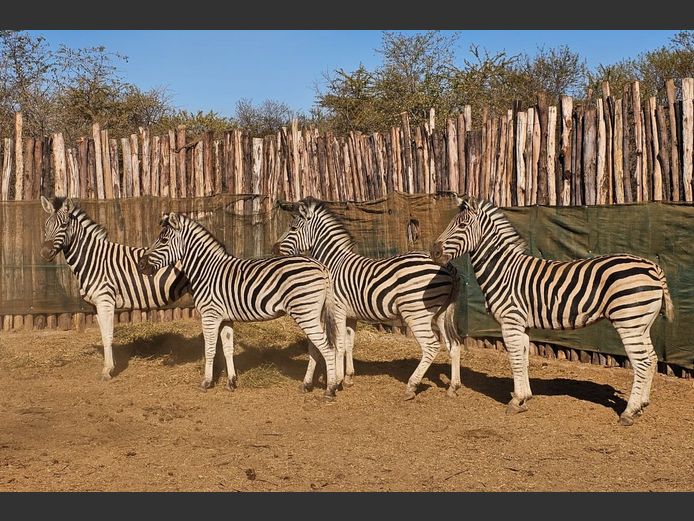 ZEBRA | KRUISRIVIER