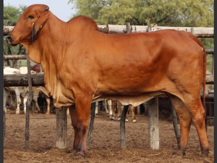 RED BRAHMAN - HEIFER