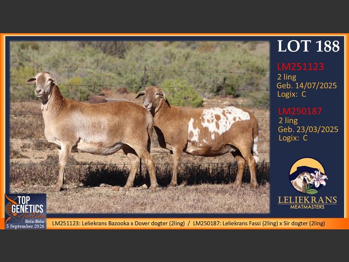 Ewes | LELIEKRANS MEATMASTERS