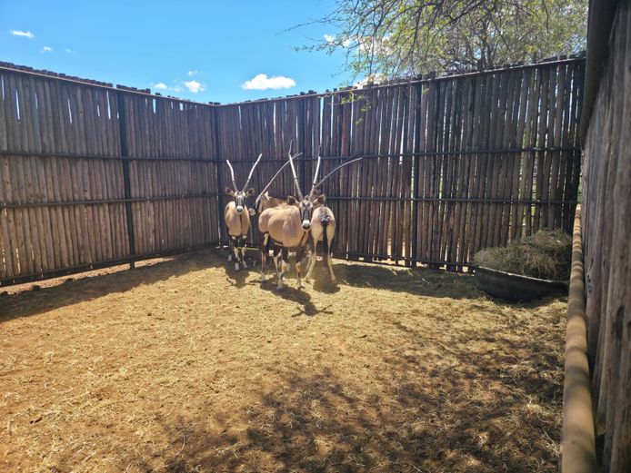 GEMSBOK