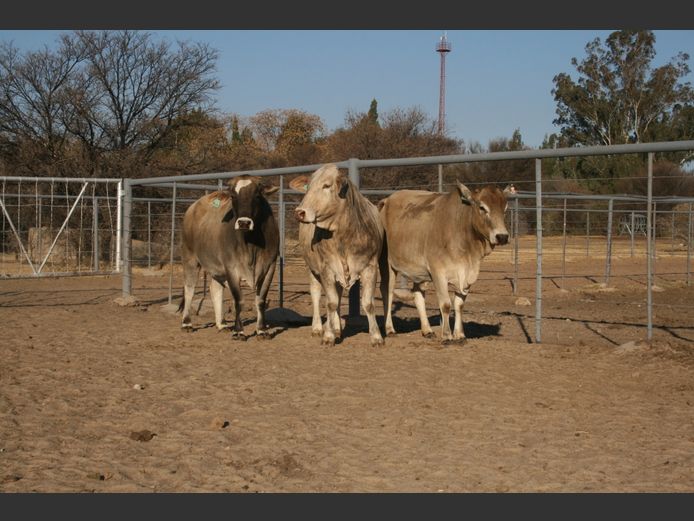 Commercial Animals