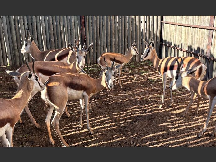 Kalahari Springbokke