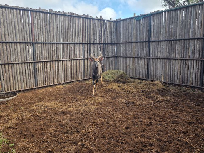 NJALA | ALESIA BOERDERY