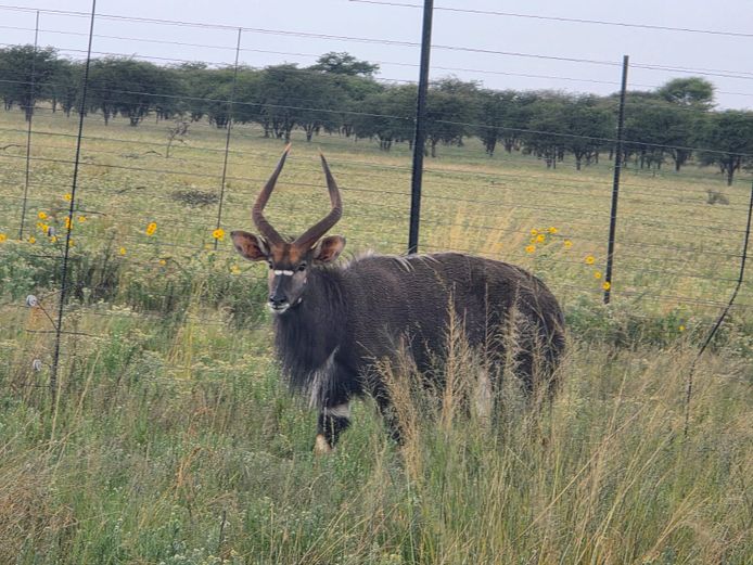 Nyala Bul