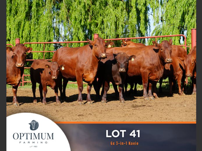 Commercial Animals | OPTIMUM FARMING M WIPPLINGER