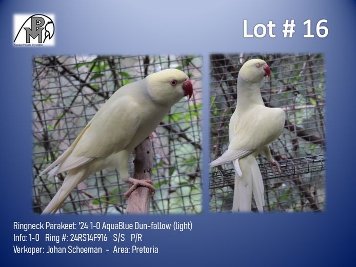 1-0 '24 Ringneck Parakeet: AquaBlue Dun-fallow (light) - Johan Schoeman