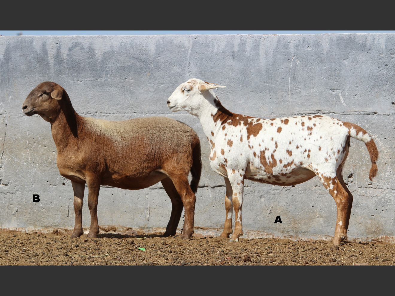 Lot 117B | 33STE KALAHARI KAROO MEATMASTER PRODUKSIEVEILING | SwiftVEE ...