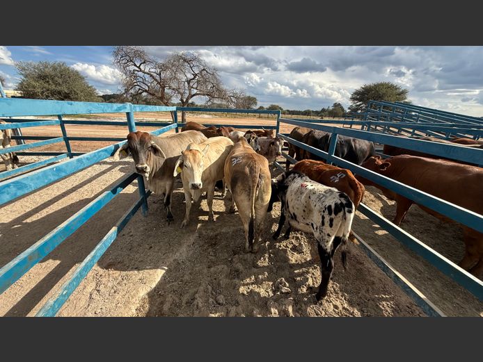 Commercial Heifer