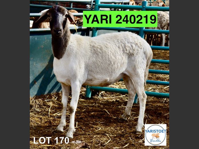 240219 | YARI STOET