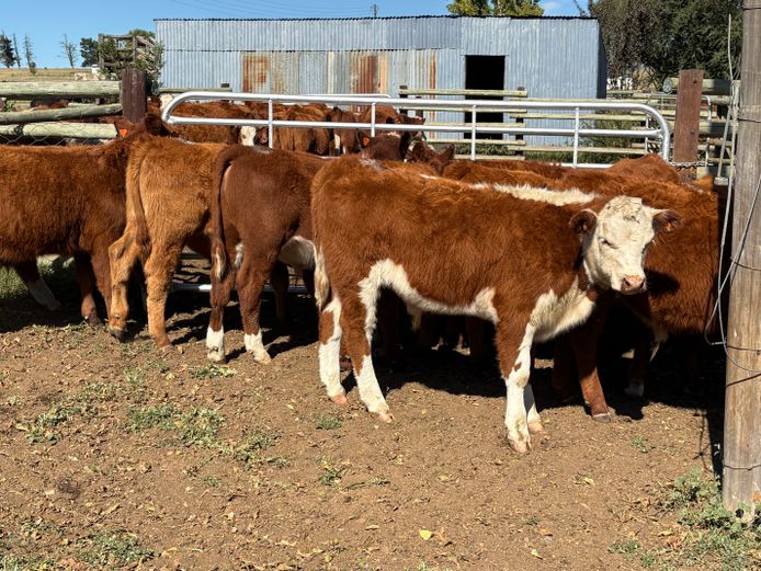 Intact Bull Calves | D.H. Currie Farming