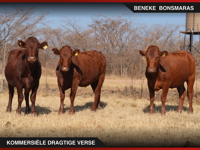 Commercial Animals | Beneke Bonsmaras