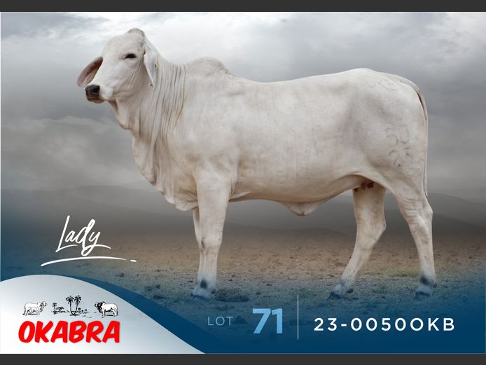 23-0050OKB | OKABRA BRAHMANS