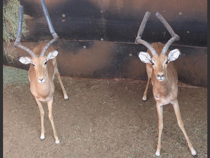 IMPALA