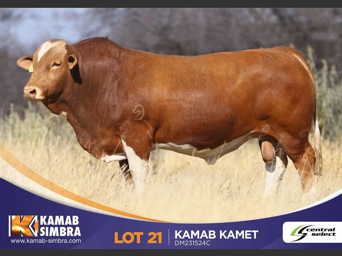 DM231524C  | KAMAB SIMBRA