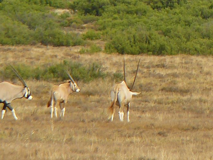 Goue Gemsbok | Rikus Stander