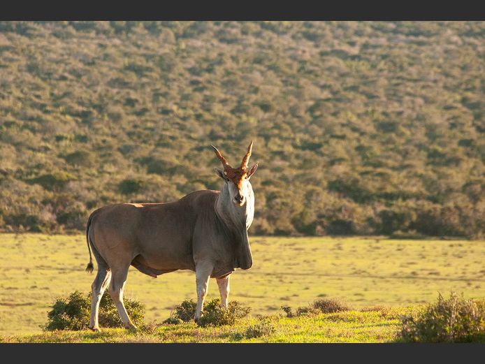 Eland Bulls | SANParks - Karoo National Park