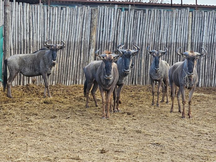 BLUE WILDEBEEST | AYLESHAM TRUST
