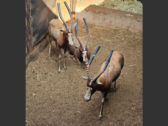 BLESBOK | PRINS GAME