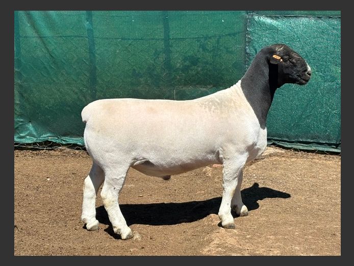 25146 | JACQUES LOUW - FARM RUITERSPOORT