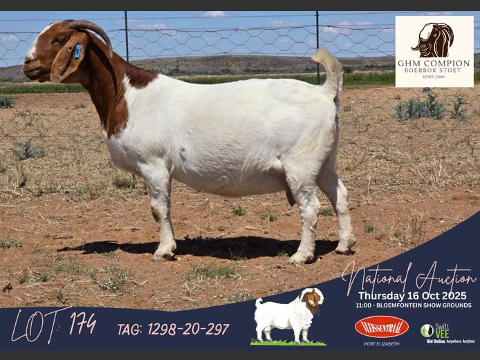 1298-20-297 | Martin Compion (GHM Compion Boerbokke)