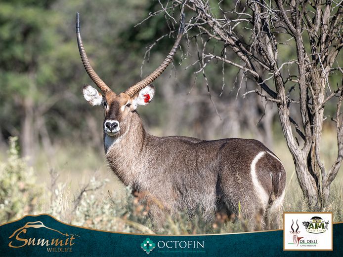 WATERBUCK COWS ICT 33 4/8" "INKOSI"