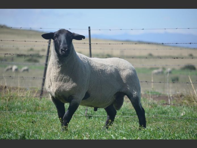 301 240008 | TWEESEUNS