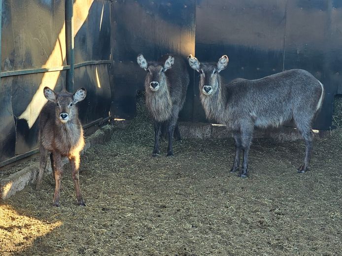 WATERBUCK | HARLOU