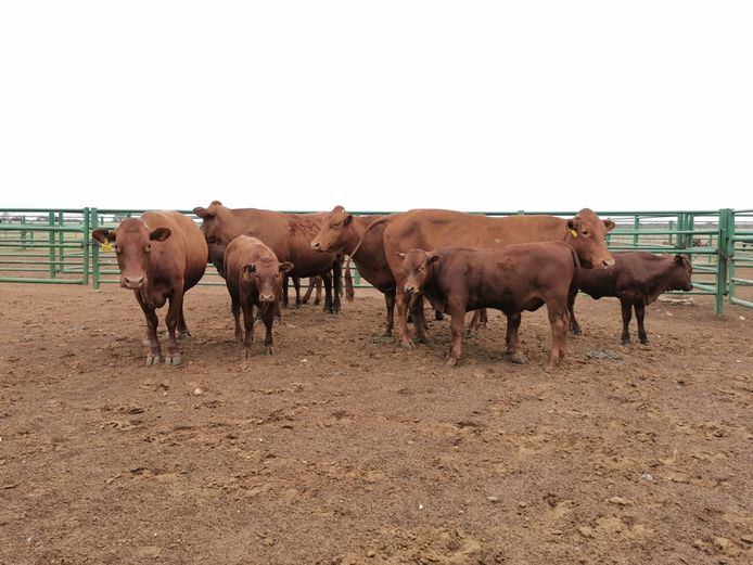 Commercial Females  - TKB Bonsmaras