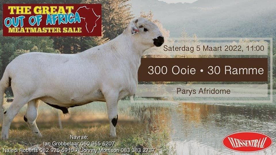 THE GREAT OUT OF AFRICA MEATMASTER SALE | SwiftVEE | Livestock & Cattle ...
